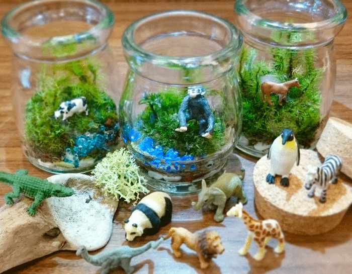 苔テラリウム