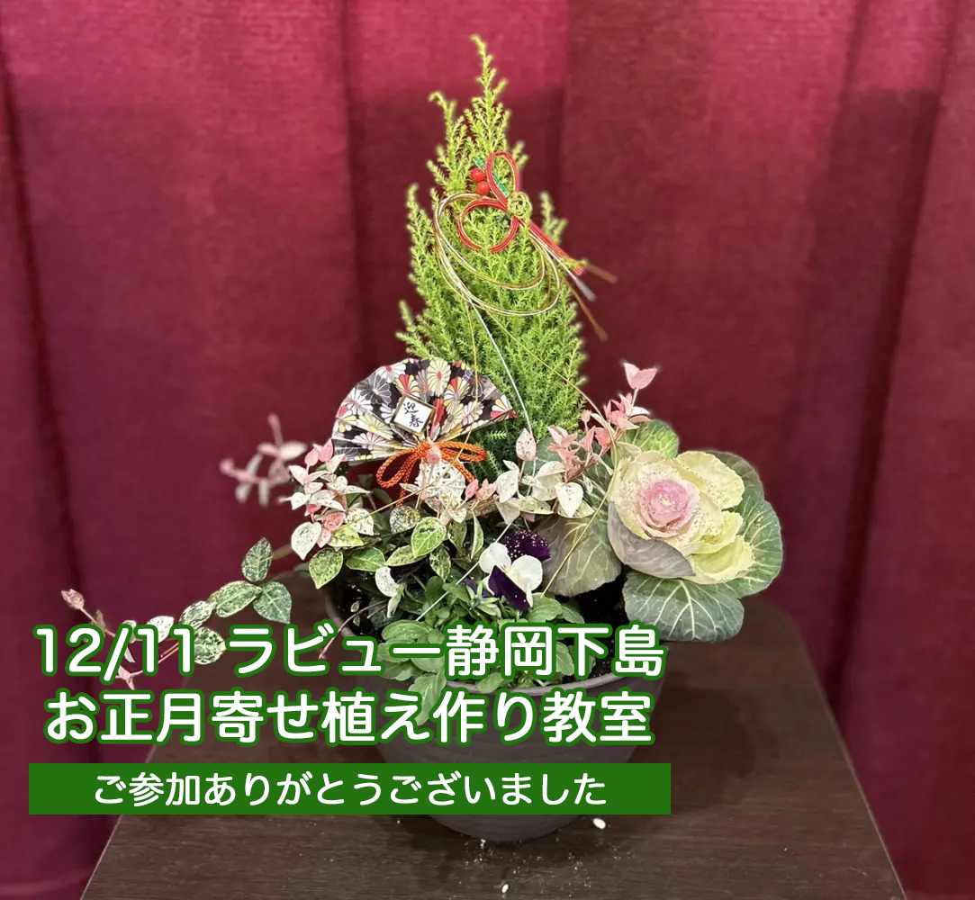 お正月寄せ植え作り教室を行いました（23年静岡下島）